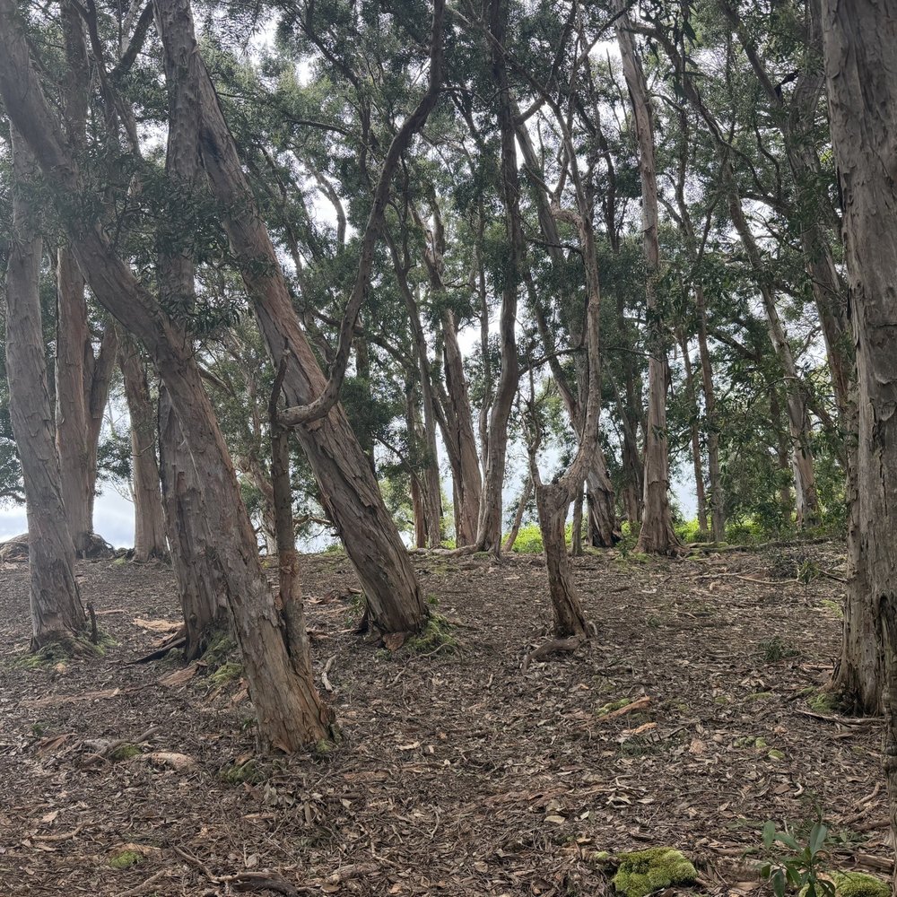 Aiea Loop Trail - Hiking Near Me - Aiea, Hawaii