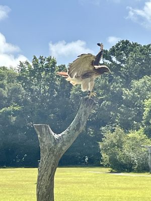 The Avian Conservation Center & Center for Birds of Prey by null