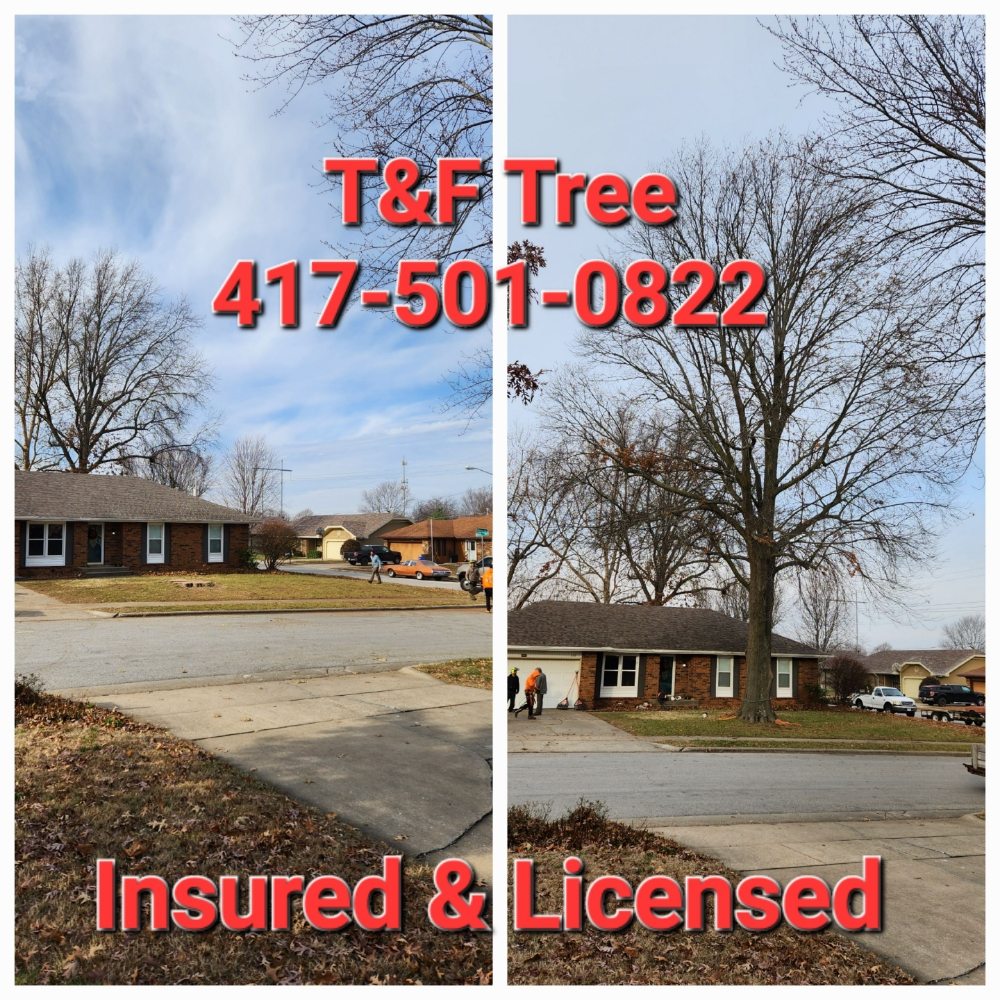 T&F Tree / Lawn - tree service in Springfield, MO