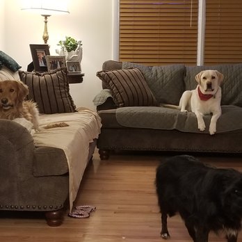 Sarah's Dog Haven - Pet Sitting Near Me - Frederick, Maryland Sarah's Dog Haven - Pet Sitting Near Me - Frederick, Maryland