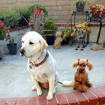 Dogs Etc - Pet Groomers Near Me - Newhall, California Dogs Etc - Pet Groomers Near Me - Newhall, California