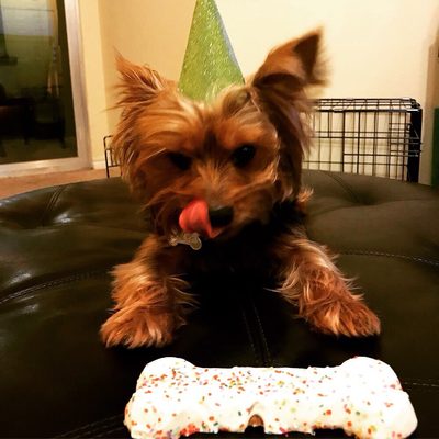 Pet's Hotel & Day Care