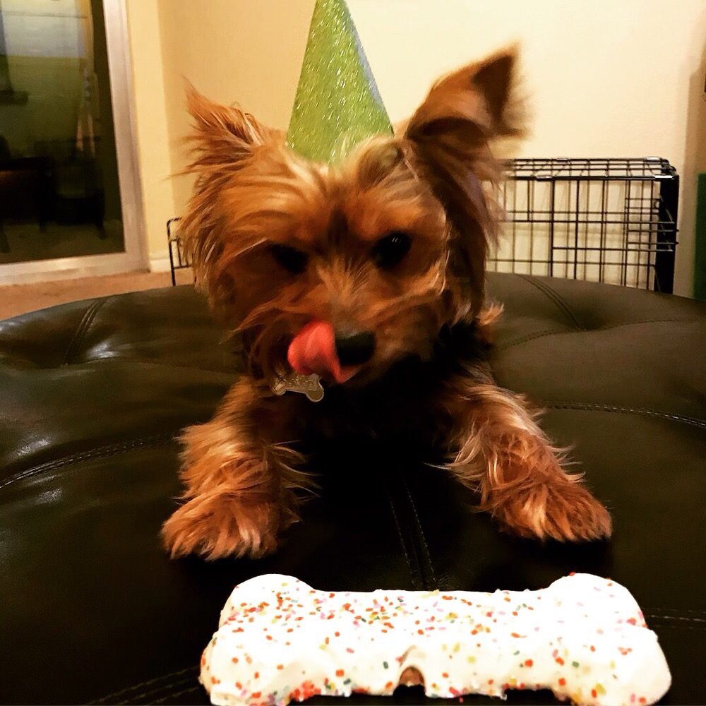 Pet's Hotel & Day Care - pet boarding facility in San Antonio, TX