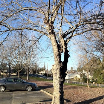 OVparks Almond Park - Tree in their parking lot! - Parks Near Me - Orangevale, California OVparks Almond Park - Tree in their parking lot! - Parks Near Me - Orangevale, California