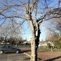 Photo of OVparks Almond Park