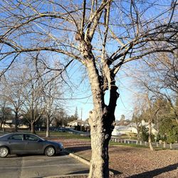 OVparks Almond Park - Tree in their parking lot!