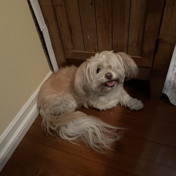 Mutt Cutts Dog Spa - BEFORE - I'm a hot mess! - Pet Groomers Near Me - Chino, California