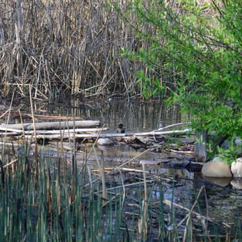 Boise River Greenbelt - The Greenbelt features small ponds that ducks and other wildlife use, this one near the Natatorium pool. - Hiking Near Me - Boise, Idaho Boise River Greenbelt - The Greenbelt features small ponds that ducks and other wildlife use, this one near the Natatorium pool. - Hiking Near Me - Boise, Idaho