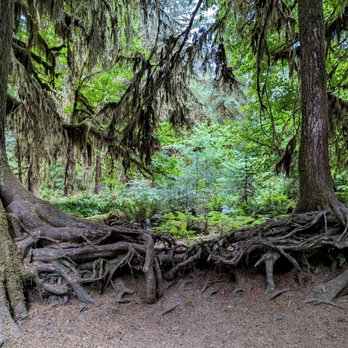 Hoh Rainforest - Hall of Mosses Trail | Instagram: @telephonesmoothie - Hiking Near Me - Forks, Washington Hoh Rainforest - Hall of Mosses Trail | Instagram: @telephonesmoothie - Hiking Near Me - Forks, Washington