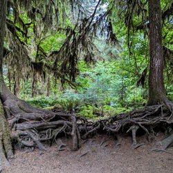 Hoh Rainforest - Hall of Mosses Trail | Instagram: @telephonesmoothie