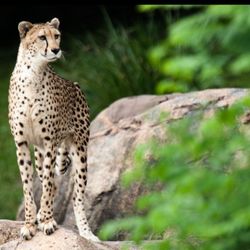 Wild Africa Trek