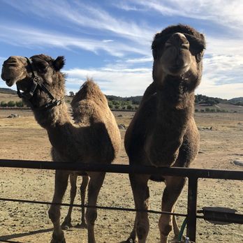 Oasis Camel Dairy - Attraction Farms Near Me - Ramona, California Oasis Camel Dairy - Attraction Farms Near Me - Ramona, California