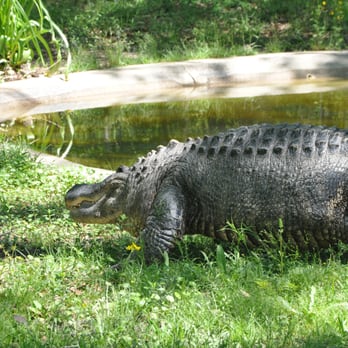 Baton Rouge Zoo - Zoos Near Me - Baton Rouge, Louisiana