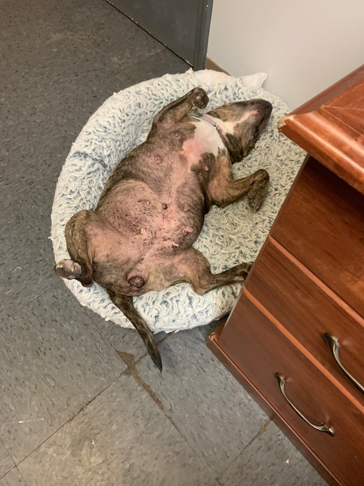 DOGTOPIA OF NORTH RALEIGH Updated August 2024 68 Photos & 40