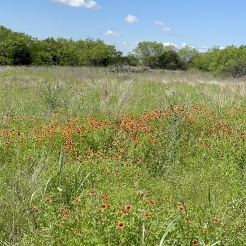 Acton Nature Center - Wildflowers on the trail - Hiking Near Me - Granbury, Texas