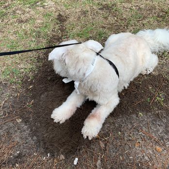 Evergreen Pet Lodge - On the grounds of Evergreen digging a hole and cooling off. - Pet Groomers Near Me - Hilton Head Island, South Carolina