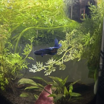 Nautilus Tropical Fish - Local Fish Stores Near Me - Lakewood, California Nautilus Tropical Fish - Local Fish Stores Near Me - Lakewood, California