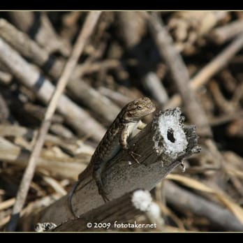Benicia State Recreation Area - more lizards than you can shake a stick at!! - Parks Near Me - Benicia, California Benicia State Recreation Area - more lizards than you can shake a stick at!! - Parks Near Me - Benicia, California