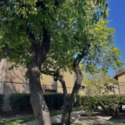 Cranbrook - Beautiful trees!