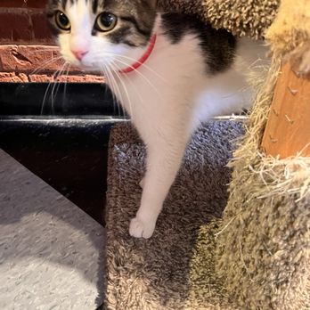 River Kitty Cat Cafe - Cat - Themed Cafes Near Me - Evansville, Indiana