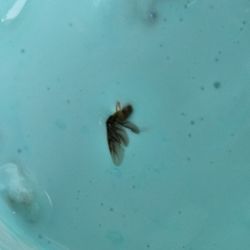 Igloo Frozen Yogurt And Treats - Dead bug