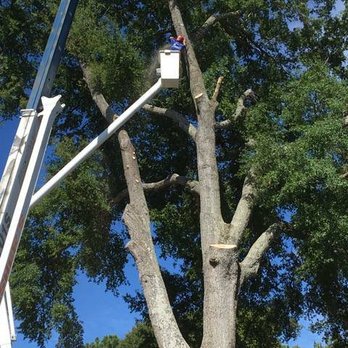 Fisher's Tree Service - a man on a cherry picker - Landscaping Near Me - Shelby, North Carolina Fisher's Tree Service - a man on a cherry picker - Landscaping Near Me - Shelby, North Carolina