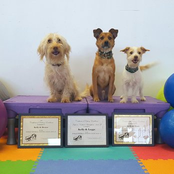 Waggin’ Trains - Our boys - Pet Training Near Me - Clearfield, Pennsylvania