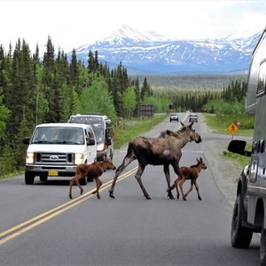 MIDNIGHT SUN CAR amp VAN RENTAL - 300s