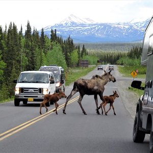 Alaskan Car Rental on Yelp