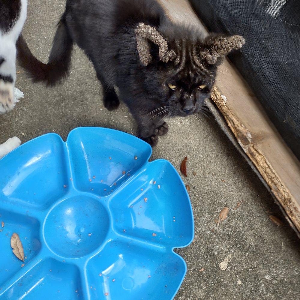 TOP 10 BEST Dog Food in Ocala, FL - Updated 2026 - Yelp