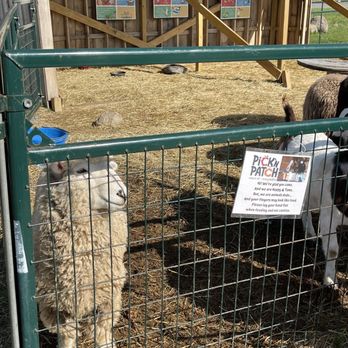 Pick'n Patch - More friendly petting zoo animals. There was a feeding station nearby, 25 cents per use! - Pumpkin Patches Near Me - Stanley, New York