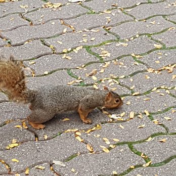 Naperville Riverwalk - The squirrels here come very close to you - Parks Near Me - Naperville, Illinois