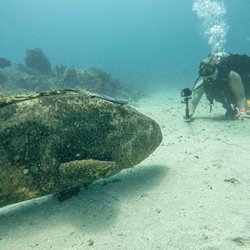 Dave Ochs' Aqua Safari Adventures, Inc. - "Jasper" the Goliath Grouper swam right up to Dave for some chin scratches! (8/2026)