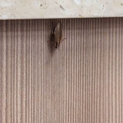 Burger King - Roach coming out the wall