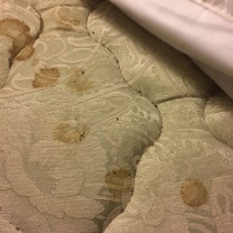 The mattress with an active colony of "whatever". The mattress with an active colony of "whatever".
