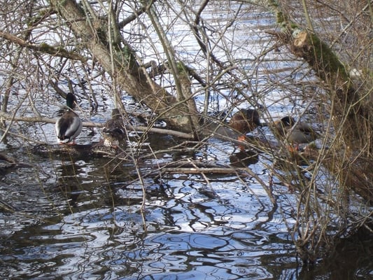 Lake Padden Park by null