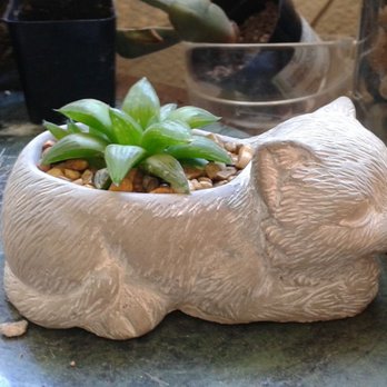 Succulents & More - Present for my wife. I am praying that she gives it water - Home Decor Near Me - Benicia, California Succulents & More - Present for my wife. I am praying that she gives it water - Home Decor Near Me - Benicia, California