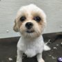Shaggy's Dog Wash & Grooming
