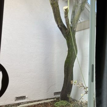 Guzman Tree Service - The tree that needed to come down - Tree Services Near Me