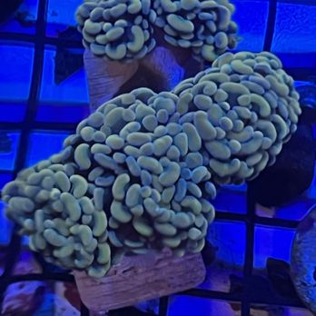 Aquavida365 - Local Fish Stores Near Me - Gardena, California