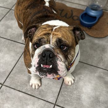 All Paws In Pet Salon - Pet Groomers Near Me - Rialto, California All Paws In Pet Salon - Pet Groomers Near Me - Rialto, California