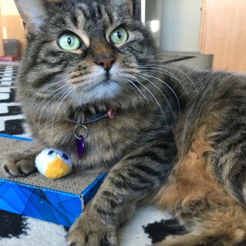 Merry Meows & Hounds - Pet Sitting Near Me