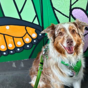 The Coffee Bean & Tea Leaf - ** Dog friendly patio ** - Coffee & Tea Near Me - Los Angeles, California The Coffee Bean & Tea Leaf - ** Dog friendly patio ** - Coffee & Tea Near Me - Los Angeles, California