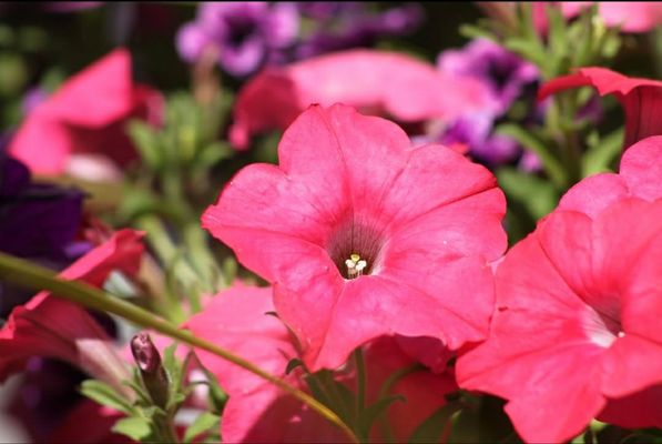 Treehouse Nursery & Landscape