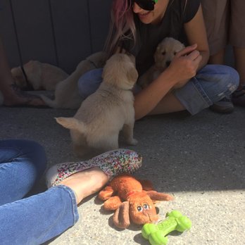 PAWSitive Dog Training - Whispering to puppies - Pet Training Near Me PAWSitive Dog Training - Whispering to puppies - Pet Training Near Me