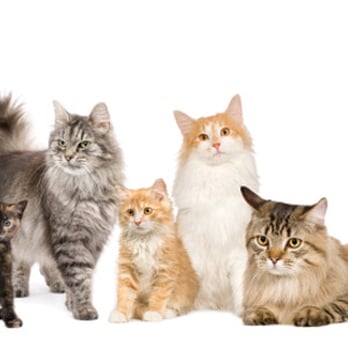 Dublin Veterinary Hospital - Veterinarians Near Me - Dublin, California Dublin Veterinary Hospital - Veterinarians Near Me - Dublin, California