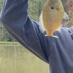 Hocking Hills Frontier Log Cabins - I'm not ashamed of this blue gill. It was bigger than it looks!!