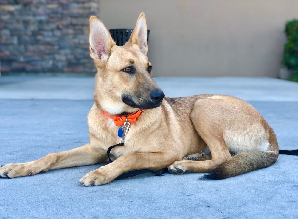 off leash k9 west coast