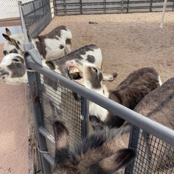Rooster Cogburn Ostrich Ranch - Petting Zoos Near Me - Picacho, Arizona Rooster Cogburn Ostrich Ranch - Petting Zoos Near Me - Picacho, Arizona