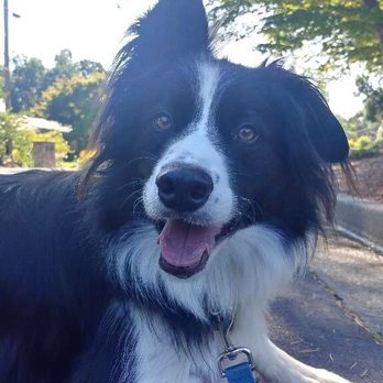 Dog Tired Adventures - Dog Walkers Near Me
